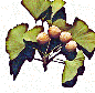Healthbook of Longevity ginkgo
